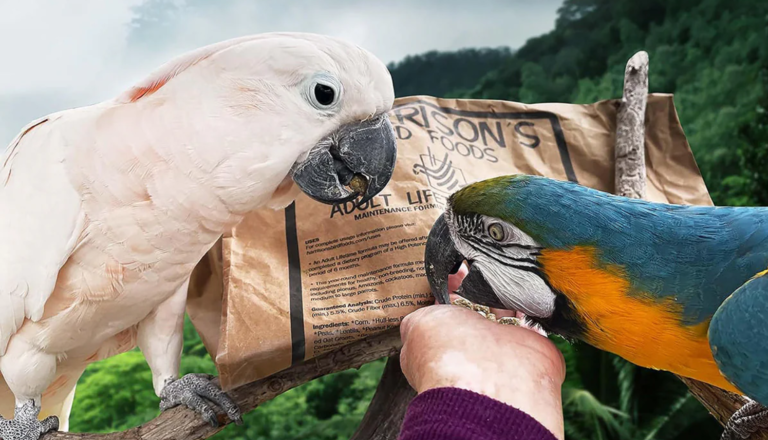 Why Harrison's High Potency Mash Is the Feeding Change Your Bird Needs