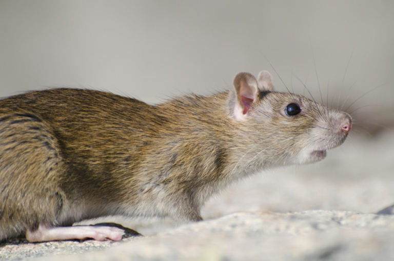 Sneaky Ways Pests Get Into Your Home Without You Ever Noticing