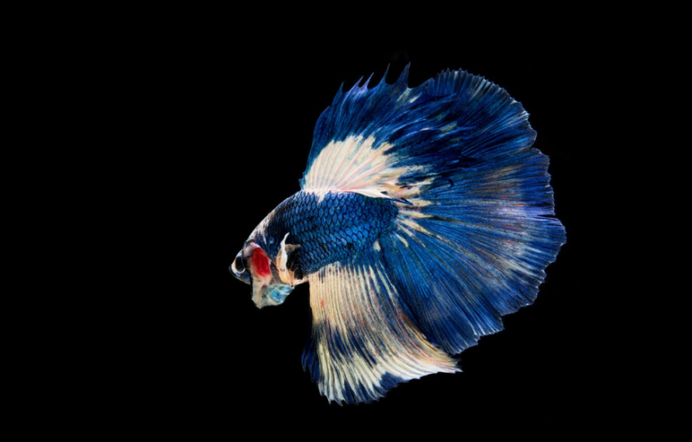 Unveiling the Mysteries of Betta splendens: A Focus on Fascinating Coloration